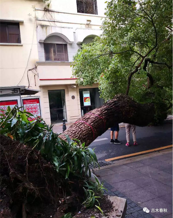 �_(t��i)�L(f��ng)�^(gu��)�󣬵�����(sh��)ľ����ָ��